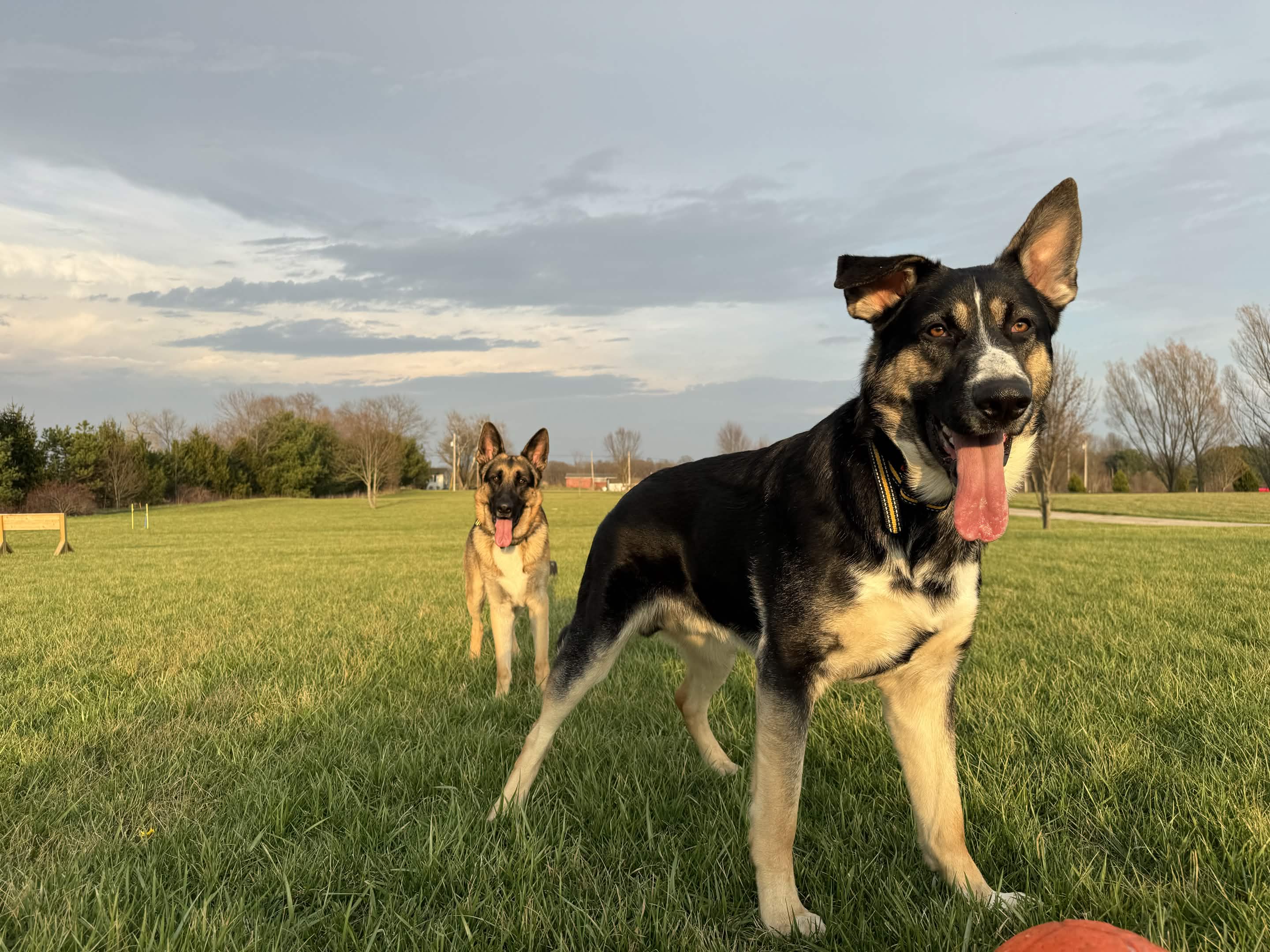 German Shepherd working in structured heel position during Patriot K9 leash training.