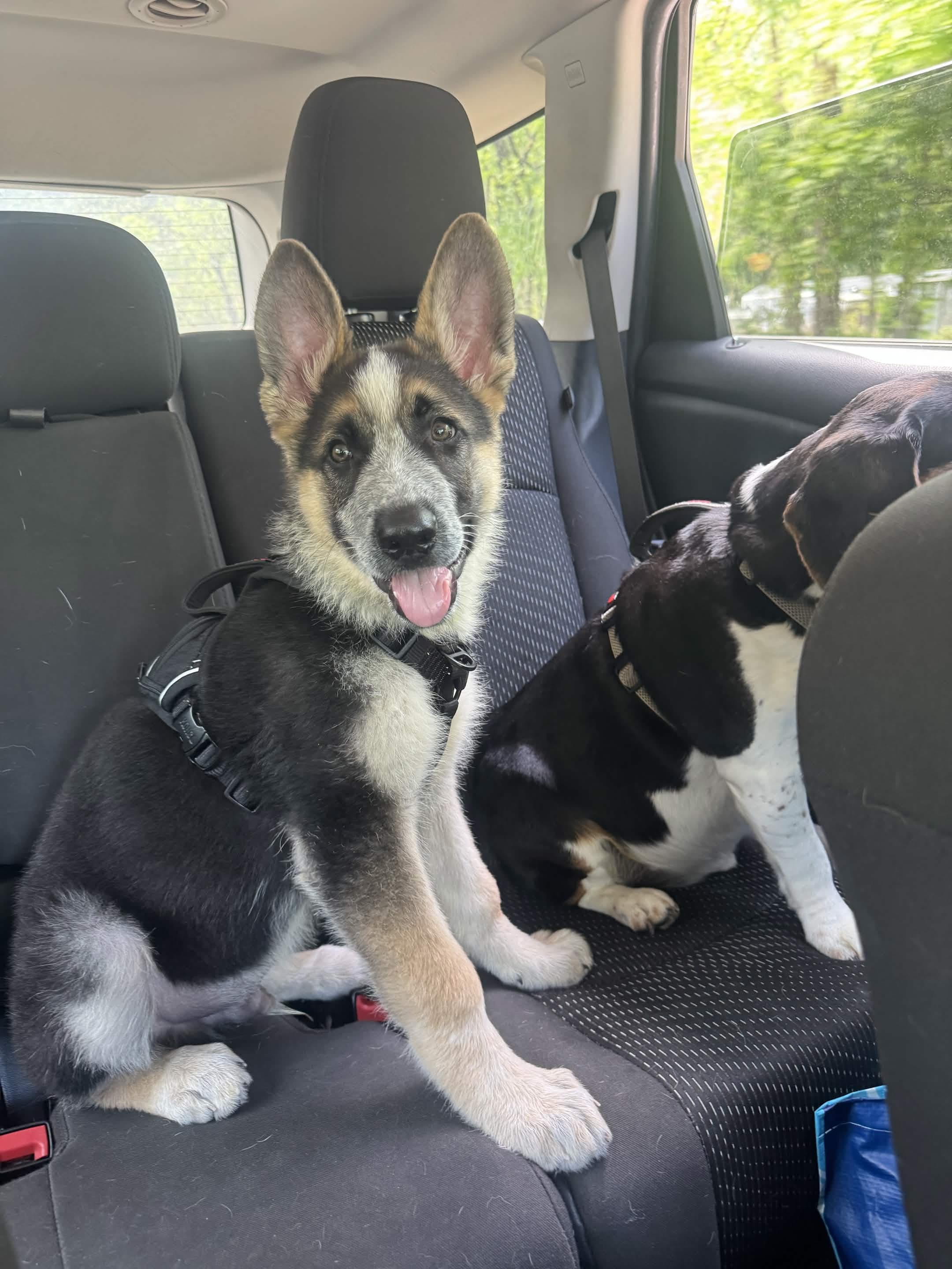 German Shepherd puppy calmly riding in a vehicle during Patriot K9 puppy training.